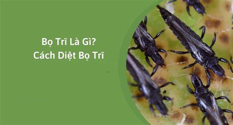 bọ trĩ | B tr stenchaetothrips biformis Cn Trng Gy