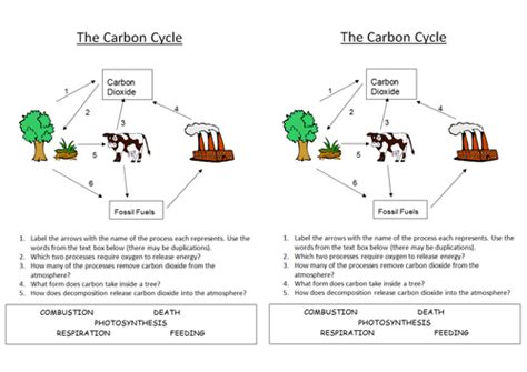 B1 5 4 Carbon Cycle Teaching Resources Carbon Cycle Activity Worksheet - Carbon Cycle Activity Worksheet