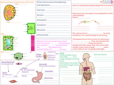 Read B2 1 B2 2 Cells Tissues And Organs Madeley High School 