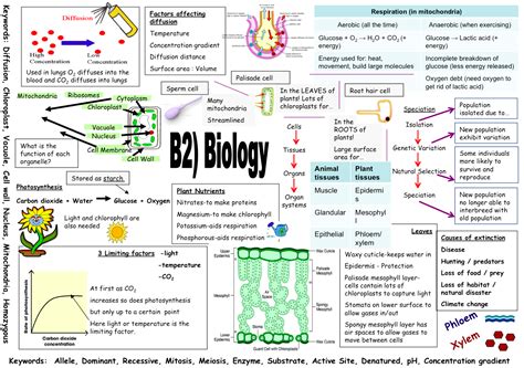 Read B2 Revision Chapter 1 Cells Kingswood School 
