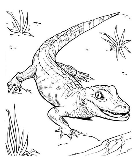 Baby Alligator Coloring Pages At Getdrawings Free Download Baby Alligator Coloring Page - Baby Alligator Coloring Page