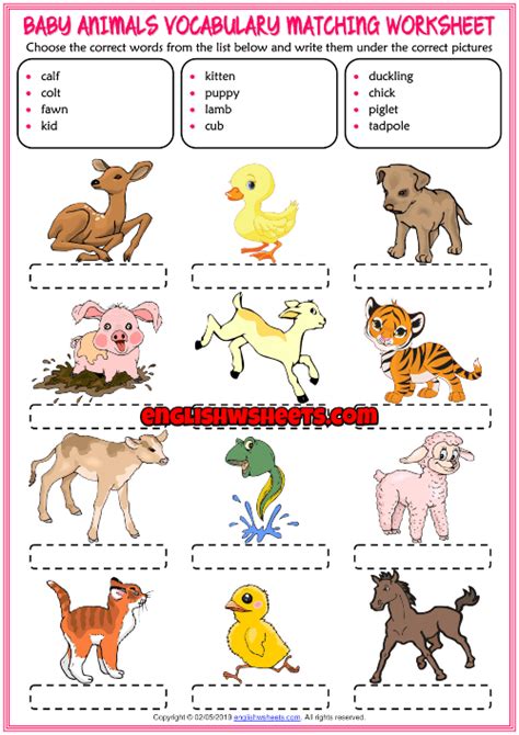 Baby Animals Worksheets 99worksheets Worksheet On Animals And Their Babies - Worksheet On Animals And Their Babies