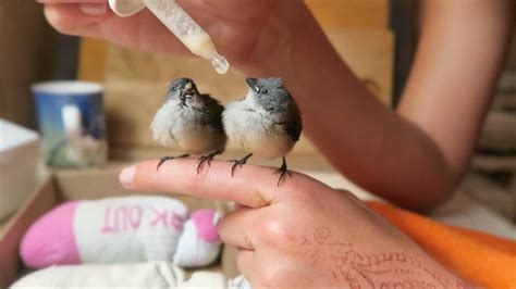 Baby Bird Care