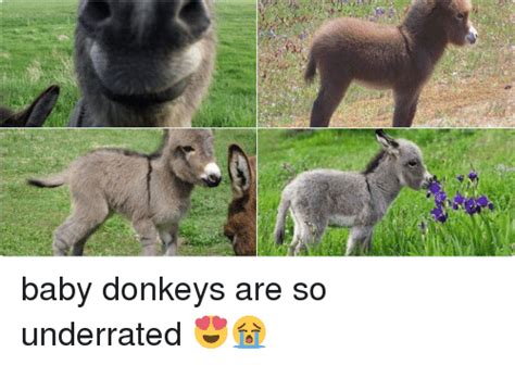 Baby Donkey Meme