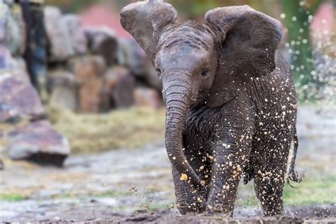 baby elephant