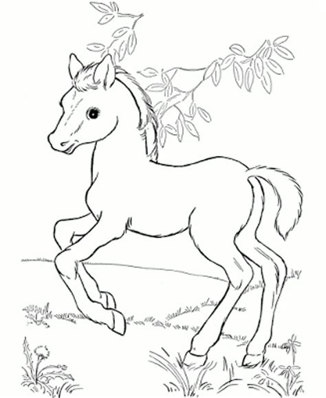 Baby Horse 1 Coloring Page Free Printable Coloring Baby Horse Coloring Pages - Baby Horse Coloring Pages