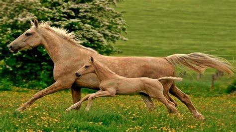 Baby Horse Running With His Mother In Horses Baby Horse Coloring Pages - Baby Horse Coloring Pages