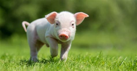 Baby Pig 5 Piglet Pictures And 5 Facts Baby Pig - Baby Pig