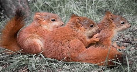 Baby Red Fox Squirrel