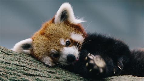 Baby Red Pandas Wallpaper