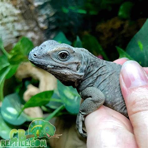 baby rhinoceros iguana for sale