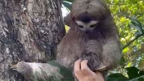 baby sloth reunited with mom youtube