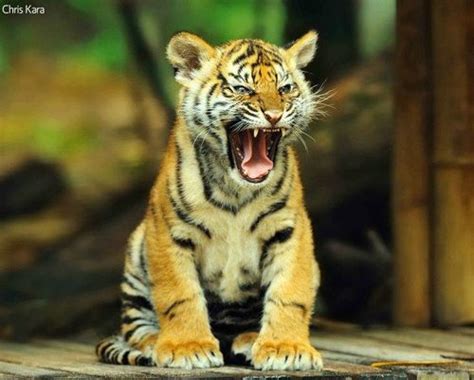 baby tiger roar