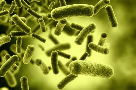 Bacillus Cereus Bacteria