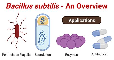 bacillus subtilis | PDF isolation identification and preliminary characterization VNUA