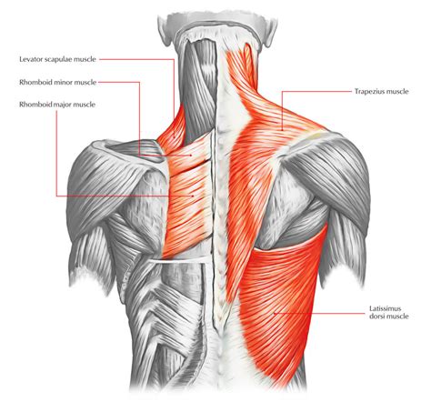 Back Muscles Anatomy