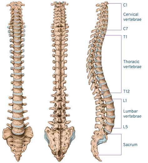 Backbone Backbone+