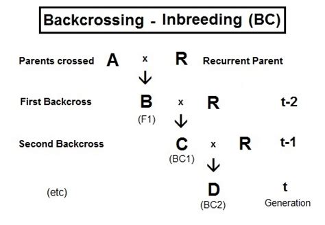 Backcross And Test Cross