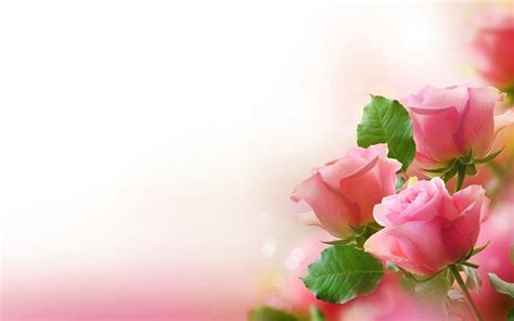 background bunga pink