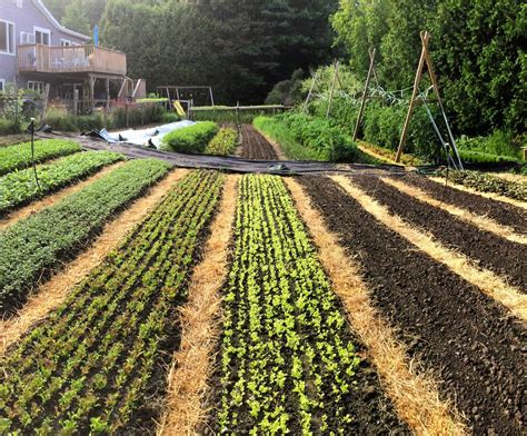 Backyard Farming On An Acre More Or Less Angela England