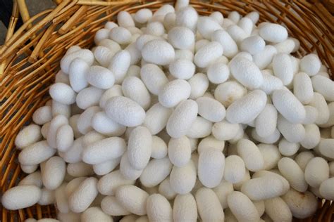 Baco Da Seta Soncino