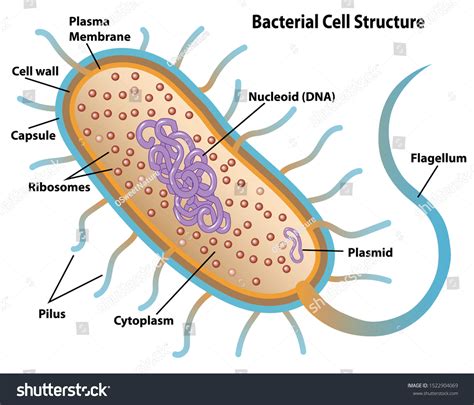 Bacteria Cell Labeled