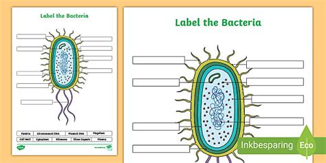 Bacteria Cell Labelled Worksheet Beyond Secondary Science Twinkl Bacteria Worksheet Answers - Bacteria Worksheet Answers