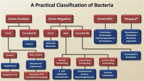 bacteria classification flow chart