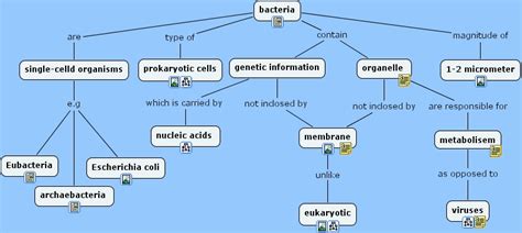 Bacteria Concept Map Flashcards Quizlet Bacterial Cell Worksheet Answers - Bacterial Cell Worksheet Answers