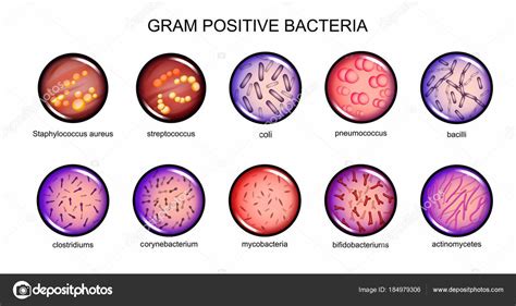 Bacteria Gran Positiva