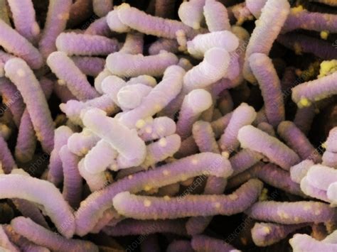 Bacteria Lactobacillus Casei