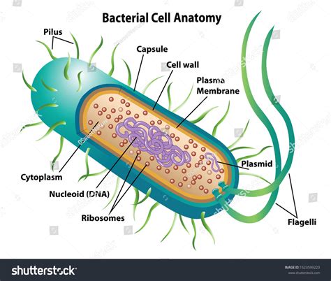 Bacteria Structure Diagram