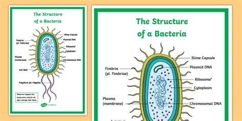 Bacteria Teaching Resources The Science Teacher Growing Bacteria Lab Worksheet - Growing Bacteria Lab Worksheet