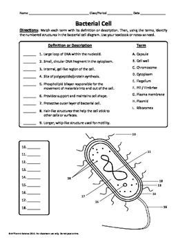 Bacteria Typical Monerans Worksheet Answers   Biology Ch 6 Viruses And Monerans Flashcards Quizlet - Bacteria Typical Monerans Worksheet Answers
