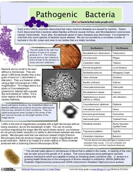 Full Download Bacteria Study Guide 