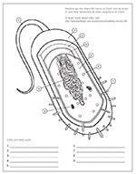 Bacterial Cell Coloring Page Ask A Biologist Bacterial Cell Worksheet Answers - Bacterial Cell Worksheet Answers