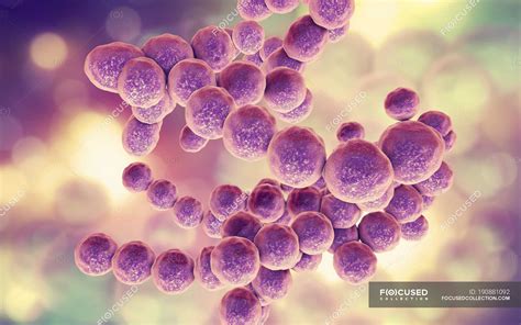 Bacterias Gram Positivas