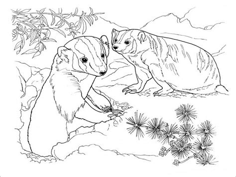 Badgers Coloring Pages Coloringbay Honey Badger Coloring Page - Honey Badger Coloring Page