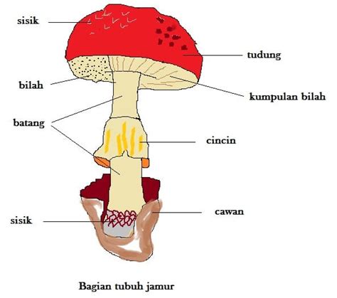 bagaimana bentuk jamur