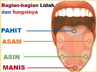 bagian lidah yang bernomor 1 2 dan 3 bisa merasakan