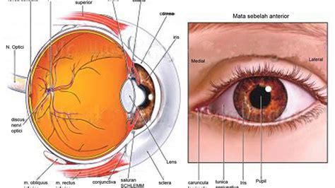 bagian mata yang mengatur jumlah cahaya yang masuk kedalam mata adalah
