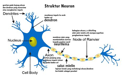 bagian neuron dan fungsinya