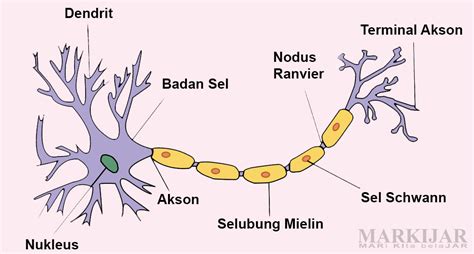 bagian saraf dan fungsinya