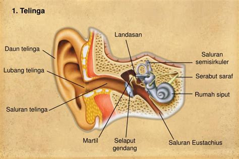 bagian telinga