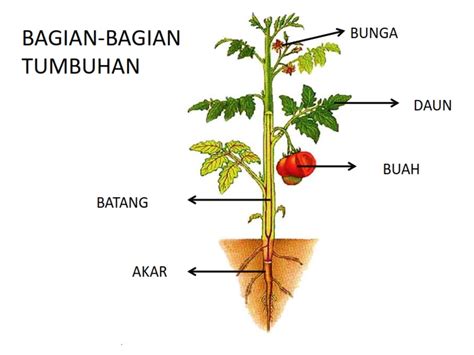 bagian tubuh tumbuhan