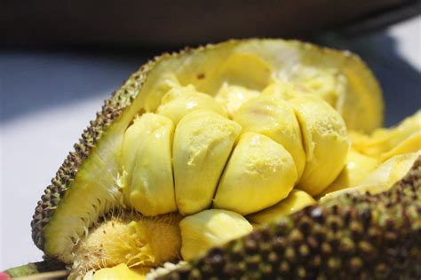 bahasa inggris durian