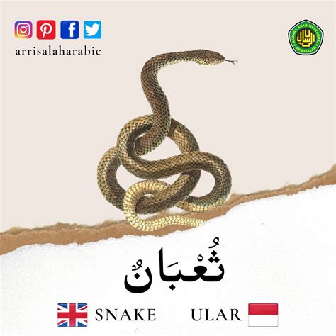 bahasa ular | Belajar bahasa ular 2024 panduan komprehensif untuk