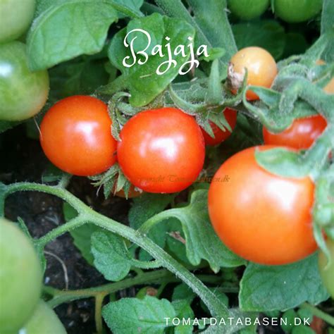 bajaja tomat