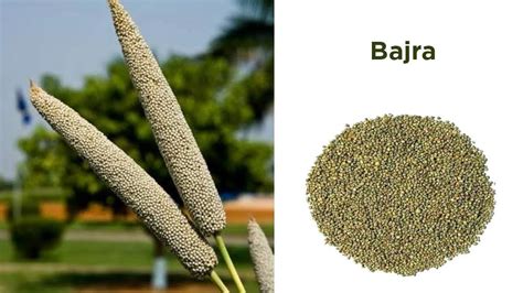 Bajra Scientific Name