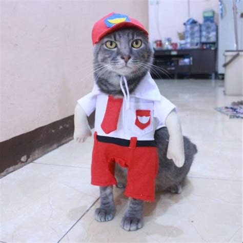 baju kucing